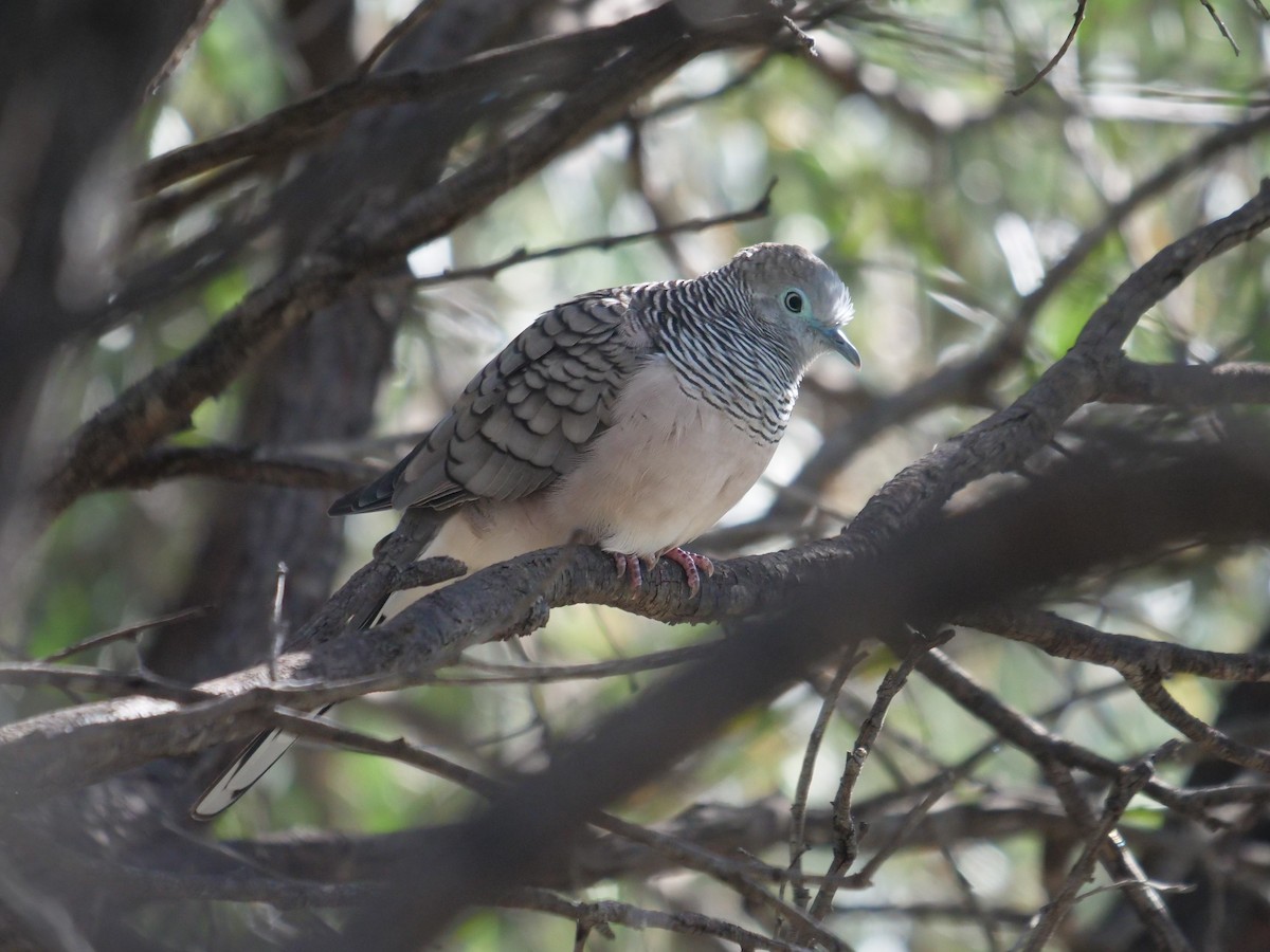 Peaceful Dove - ML619170739