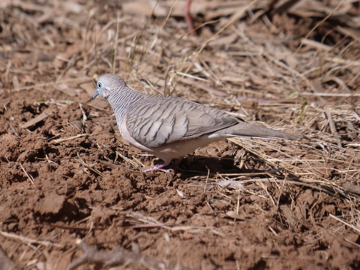 Peaceful Dove - ML619170740