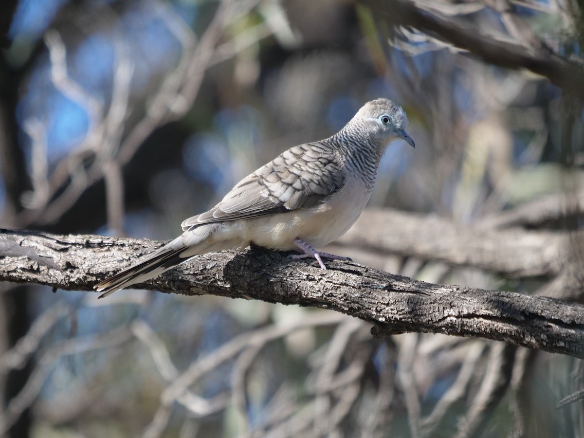 Peaceful Dove - Frank Coman