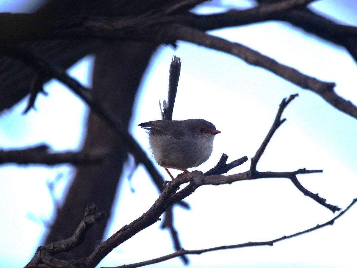 Superb Fairywren - ML619170749