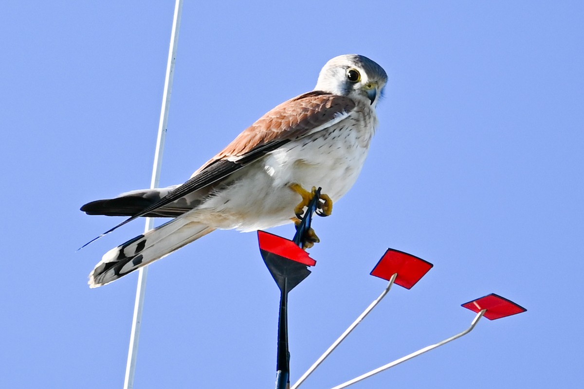 Nankeen Kestrel - Steve Ryan