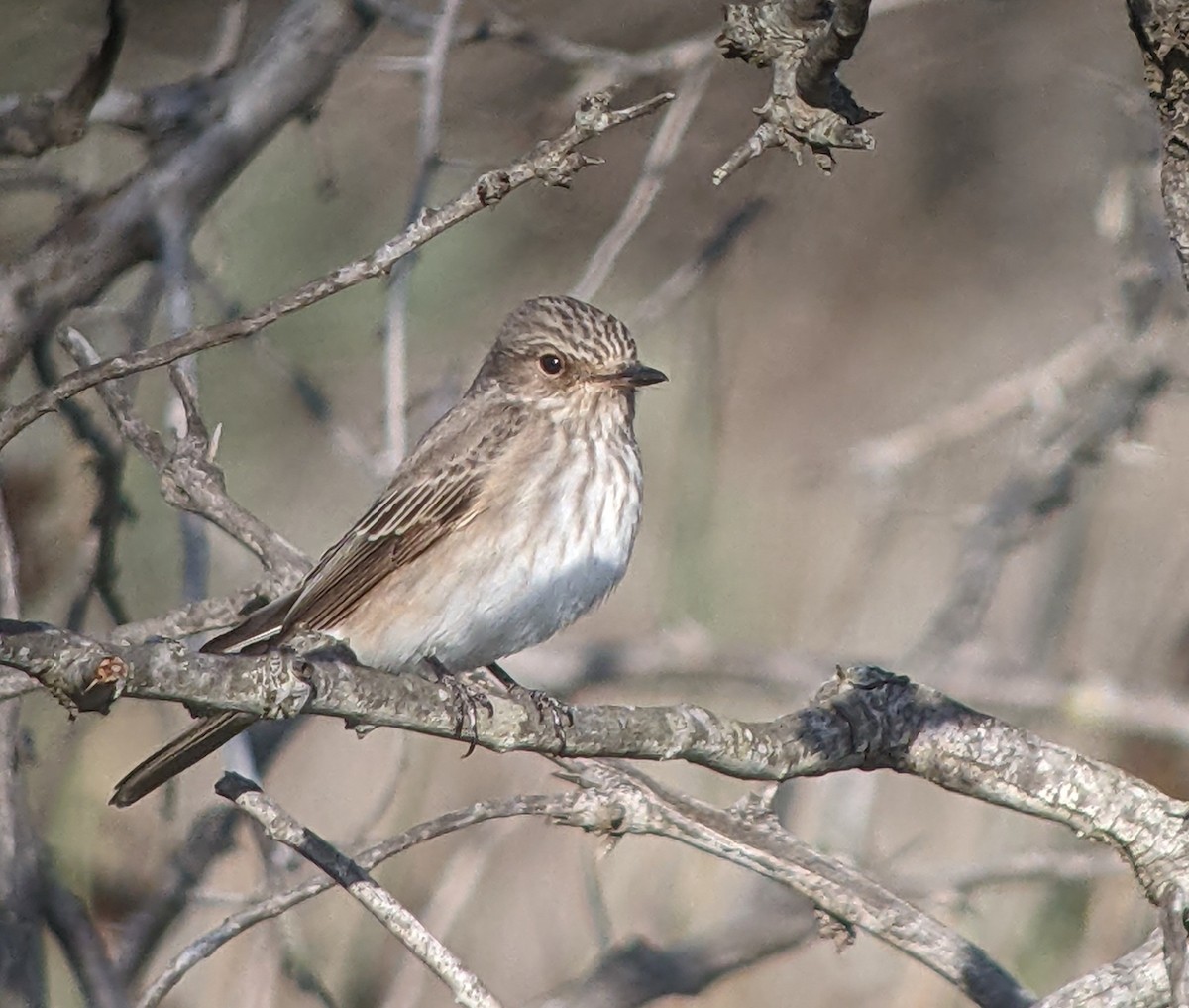 Spotted Flycatcher (Spotted) - ML619170757