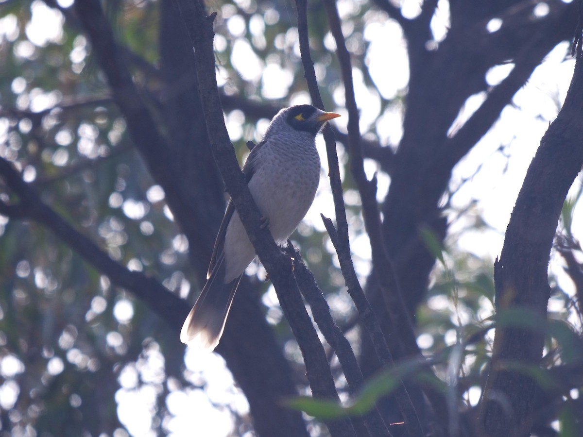 Noisy Miner - Frank Coman