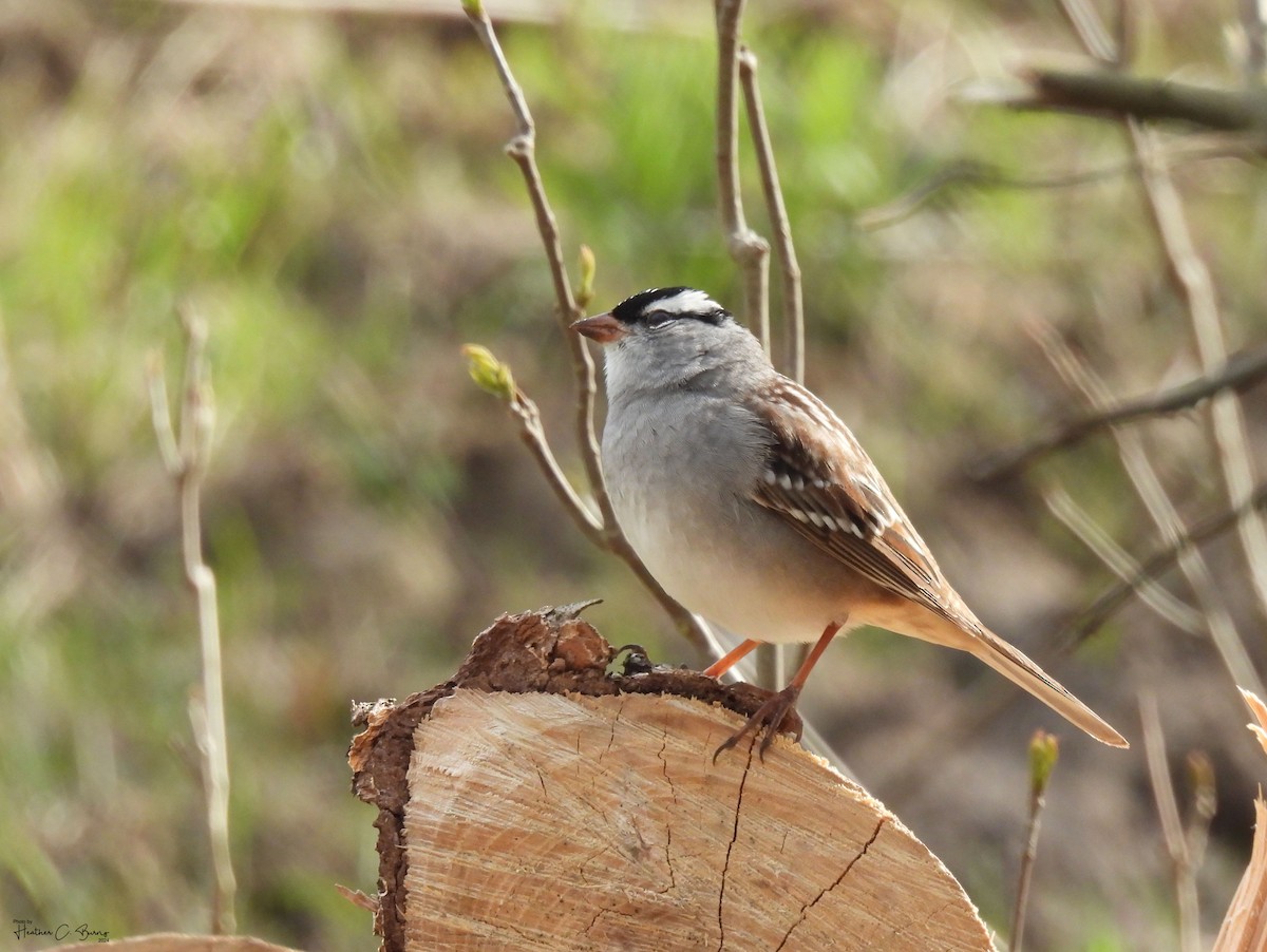 White-crowned Sparrow - Heather Burns