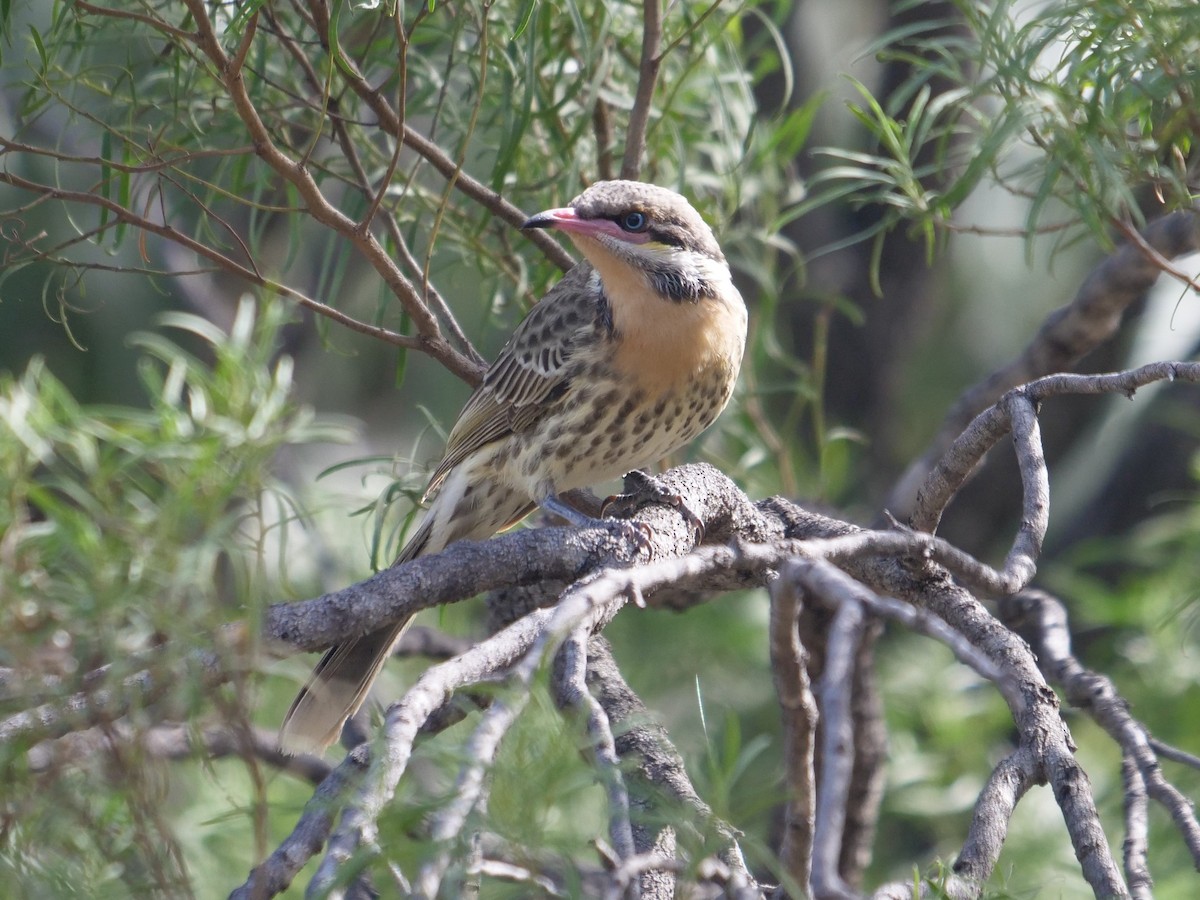 Spiny-cheeked Honeyeater - Frank Coman