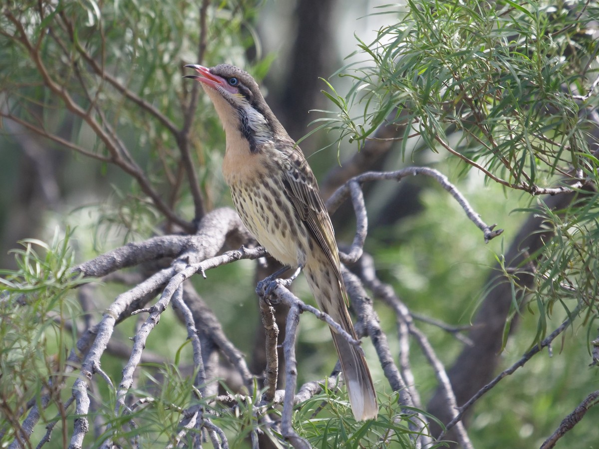 Spiny-cheeked Honeyeater - Frank Coman