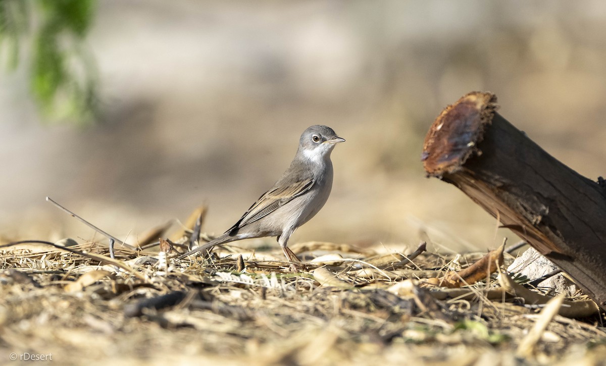 Greater Whitethroat - Anonymous