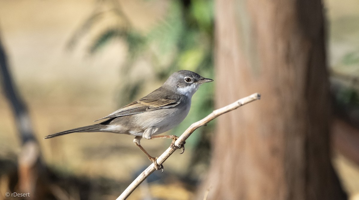 Greater Whitethroat - Anonymous