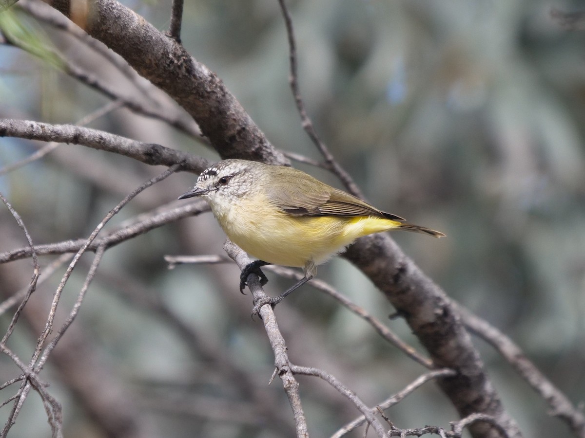 Yellow-rumped Thornbill - Frank Coman