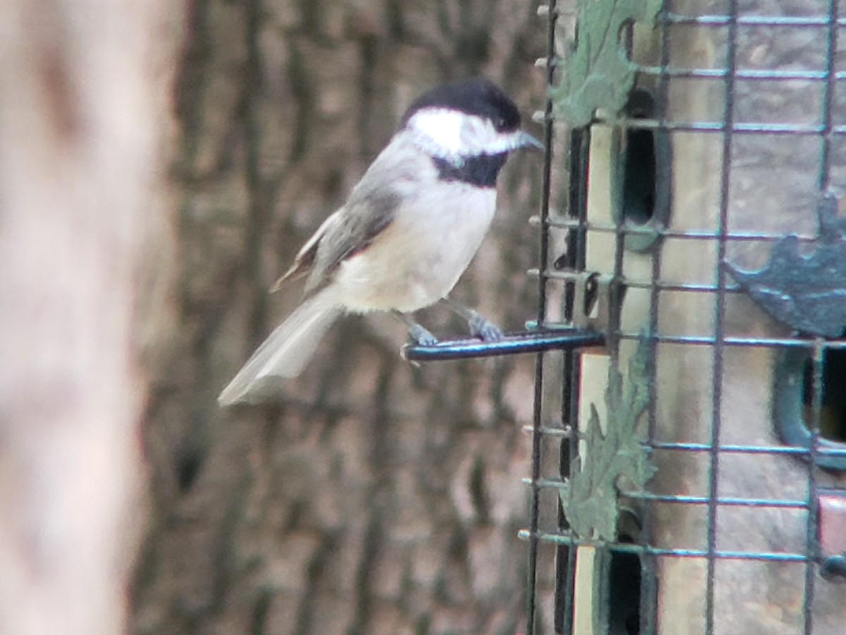 Carolina Chickadee - Michelle Spacek