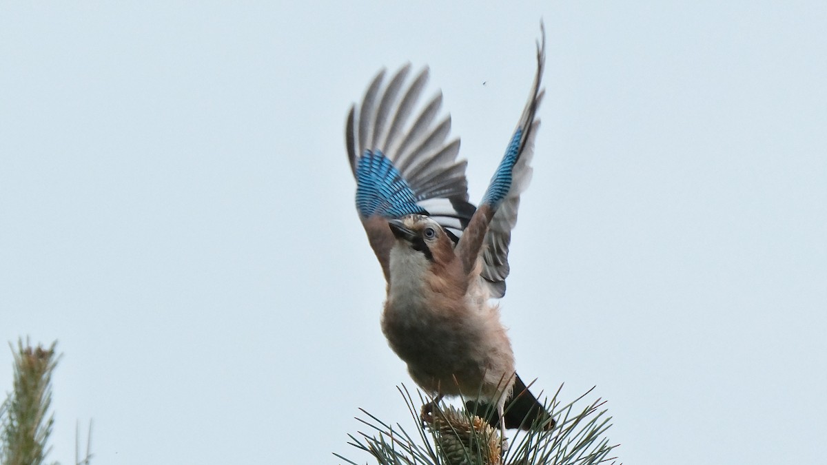 Eurasian Jay - ML619170808