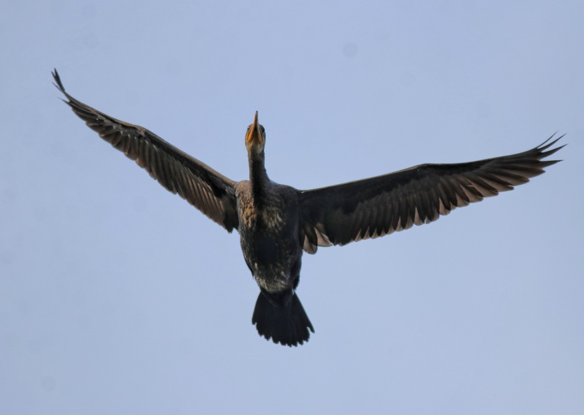 Indian Cormorant - Afsar Nayakkan