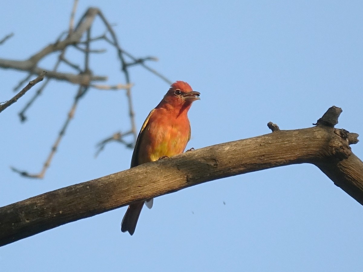 Summer Tanager - Stéphane  Thomin