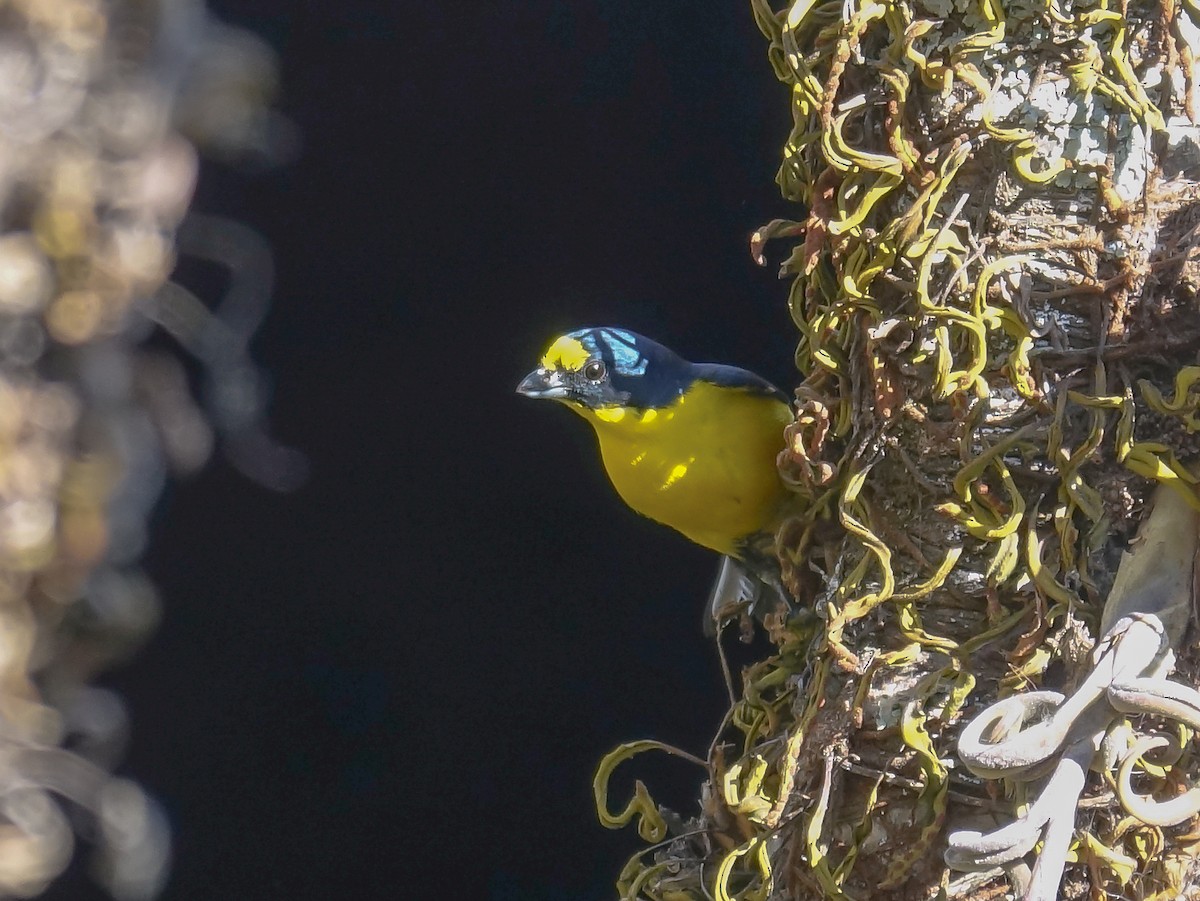 Yellow-throated Euphonia - Stéphane  Thomin
