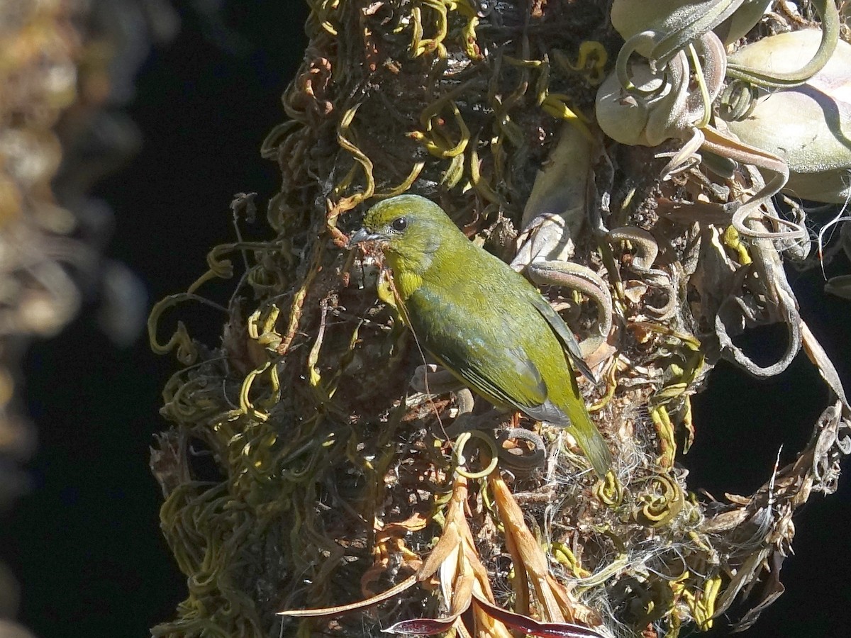 Yellow-throated Euphonia - ML619170860