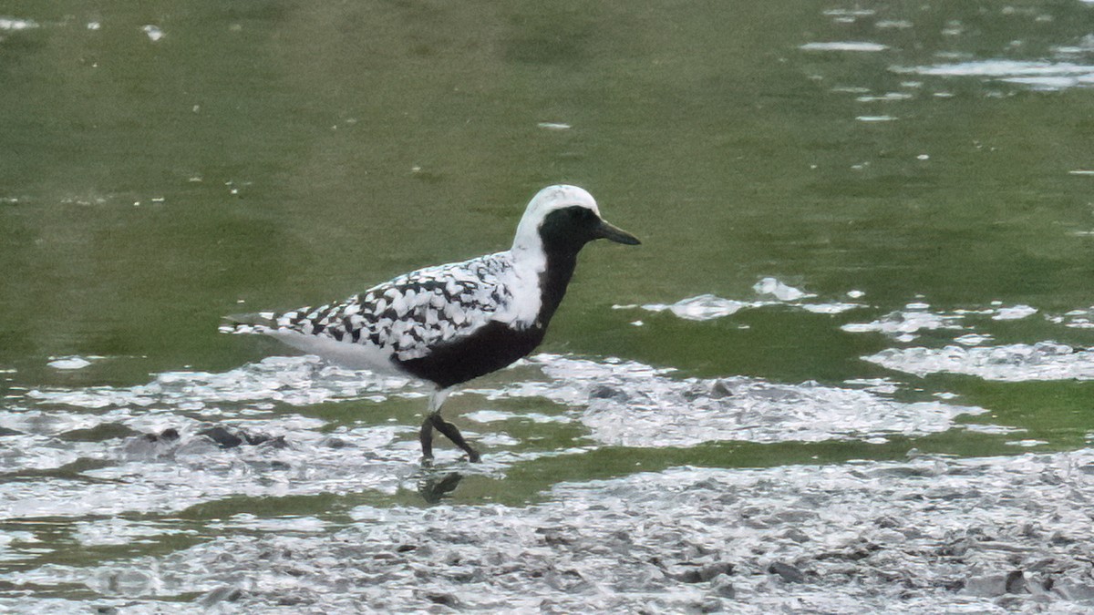 Black-bellied Plover - ML619170870