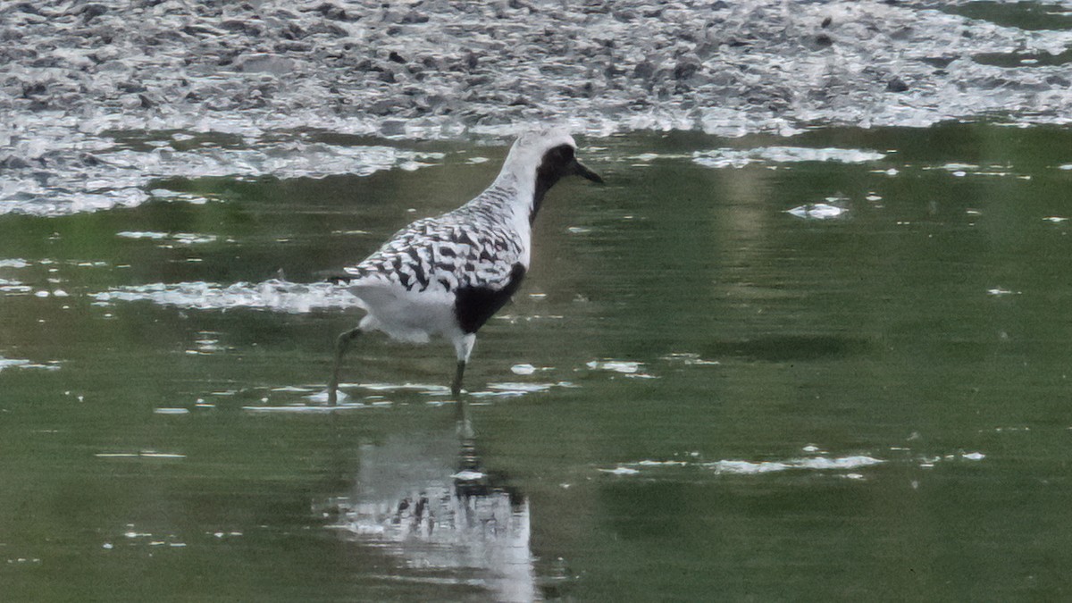 Black-bellied Plover - ML619170871