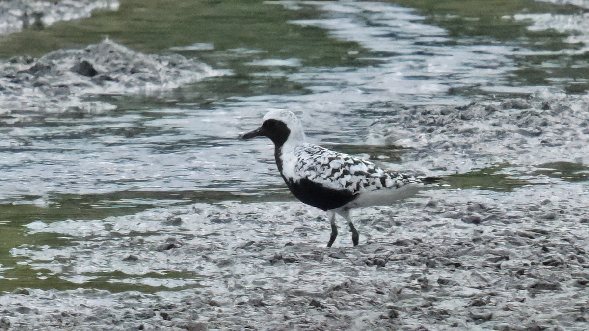 Black-bellied Plover - ML619170873