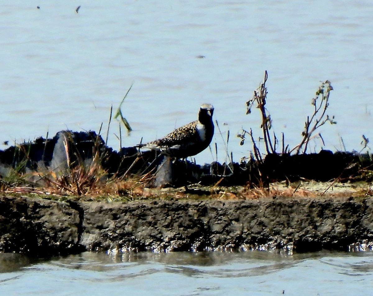 Black-bellied Plover - Young Gul Kim