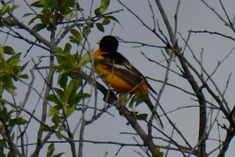 Baltimore Oriole - Carmen Ricer