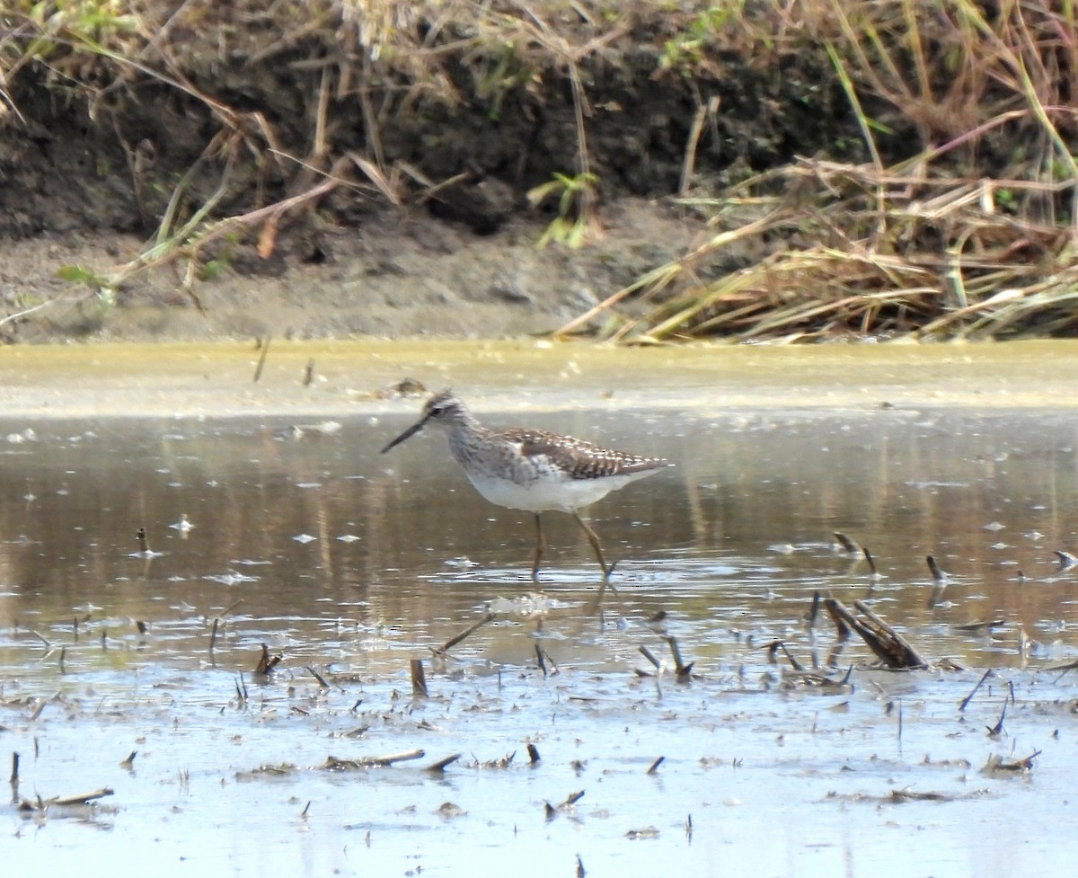 Wood Sandpiper - Young Gul Kim