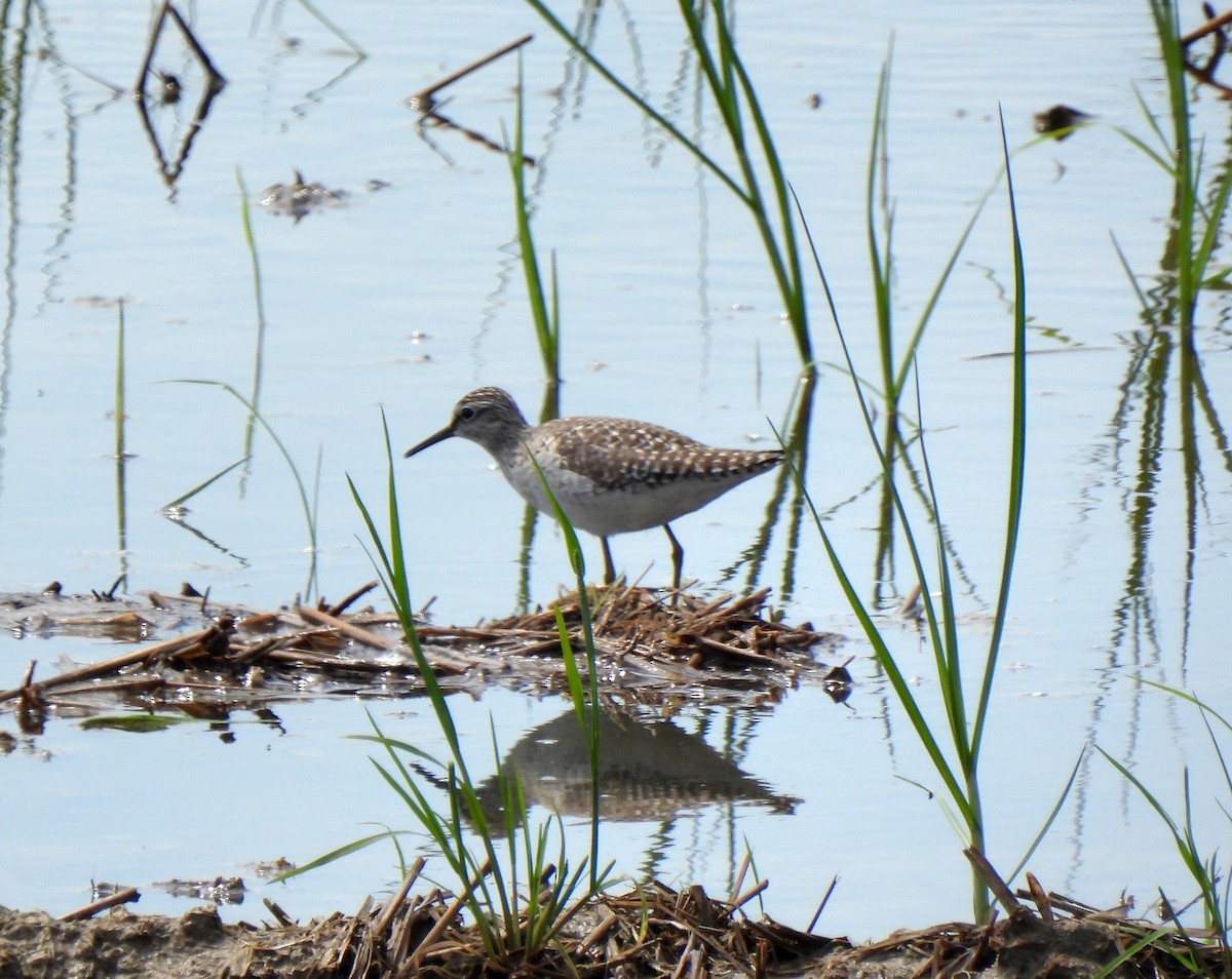 Long-toed Stint - Young Gul Kim