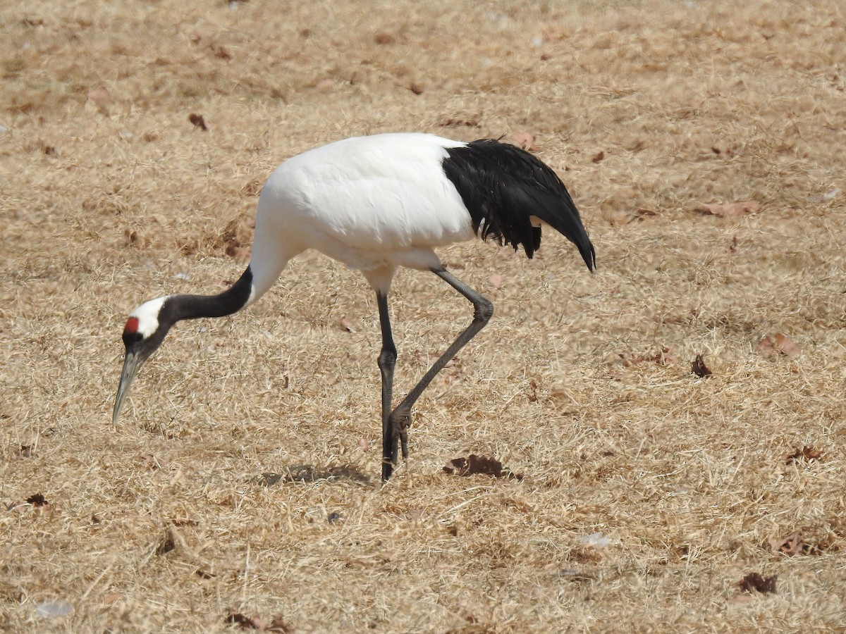 Red-crowned Crane - Craig Jackson