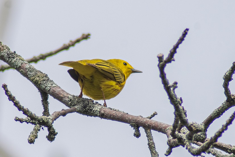 Yellow Warbler - Steve Coates