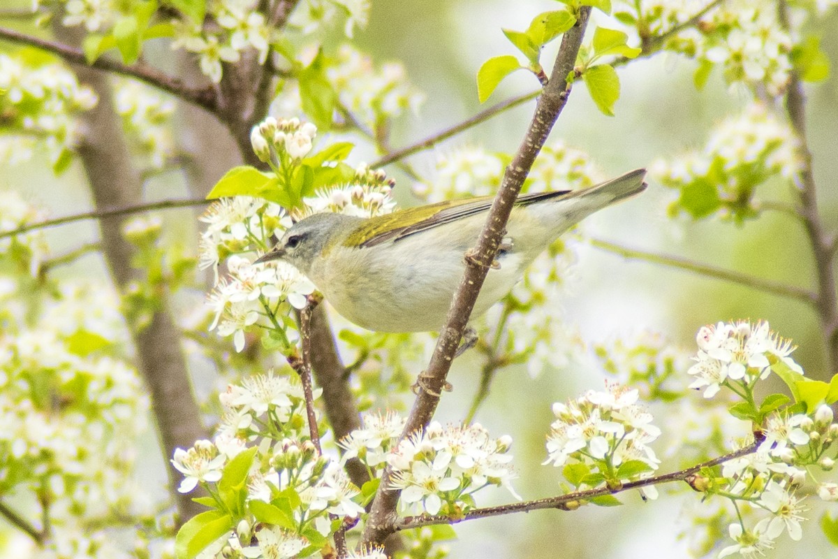 Tennessee Warbler - ML619170931