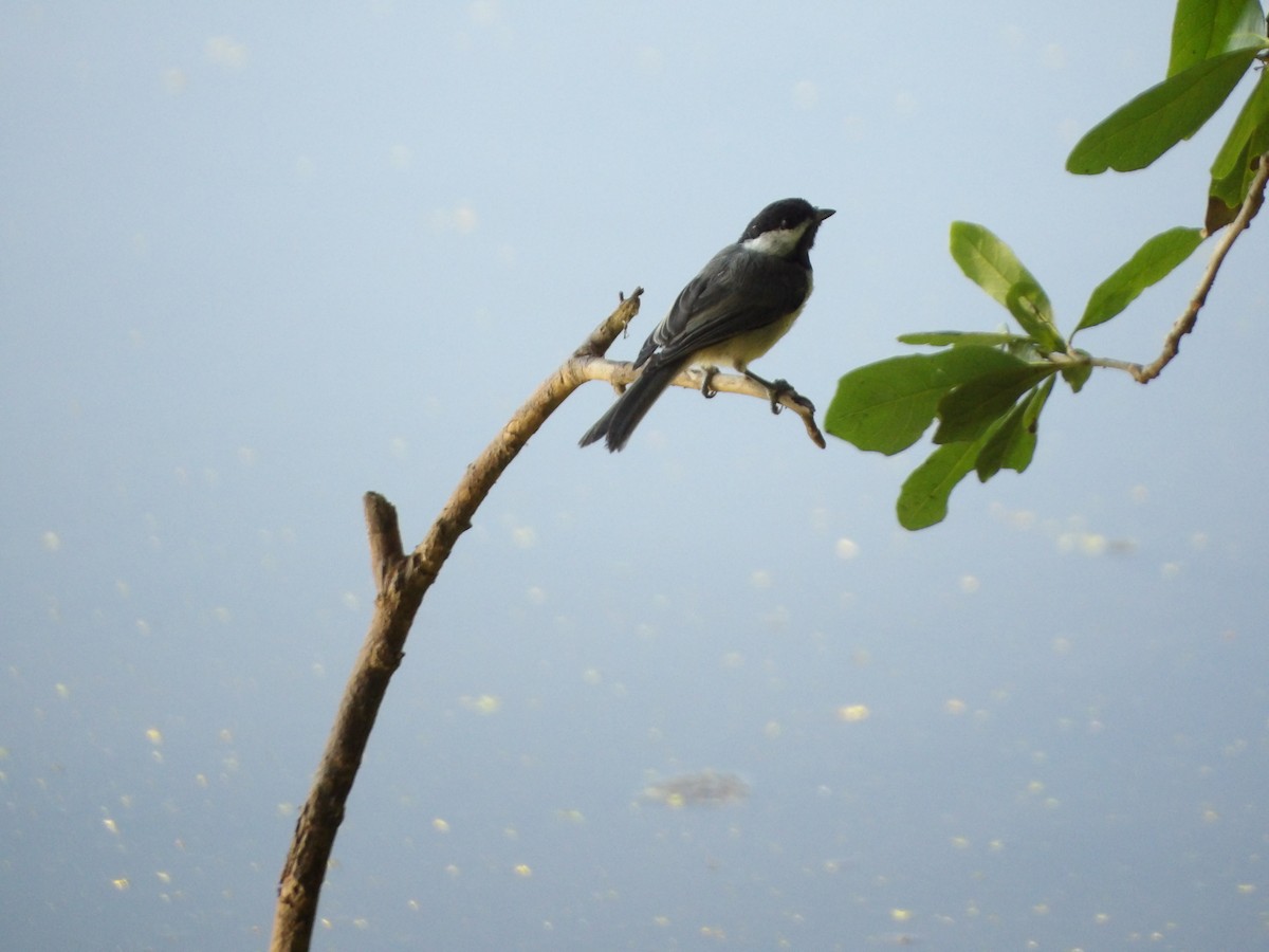 Carolina Chickadee - ML619170945