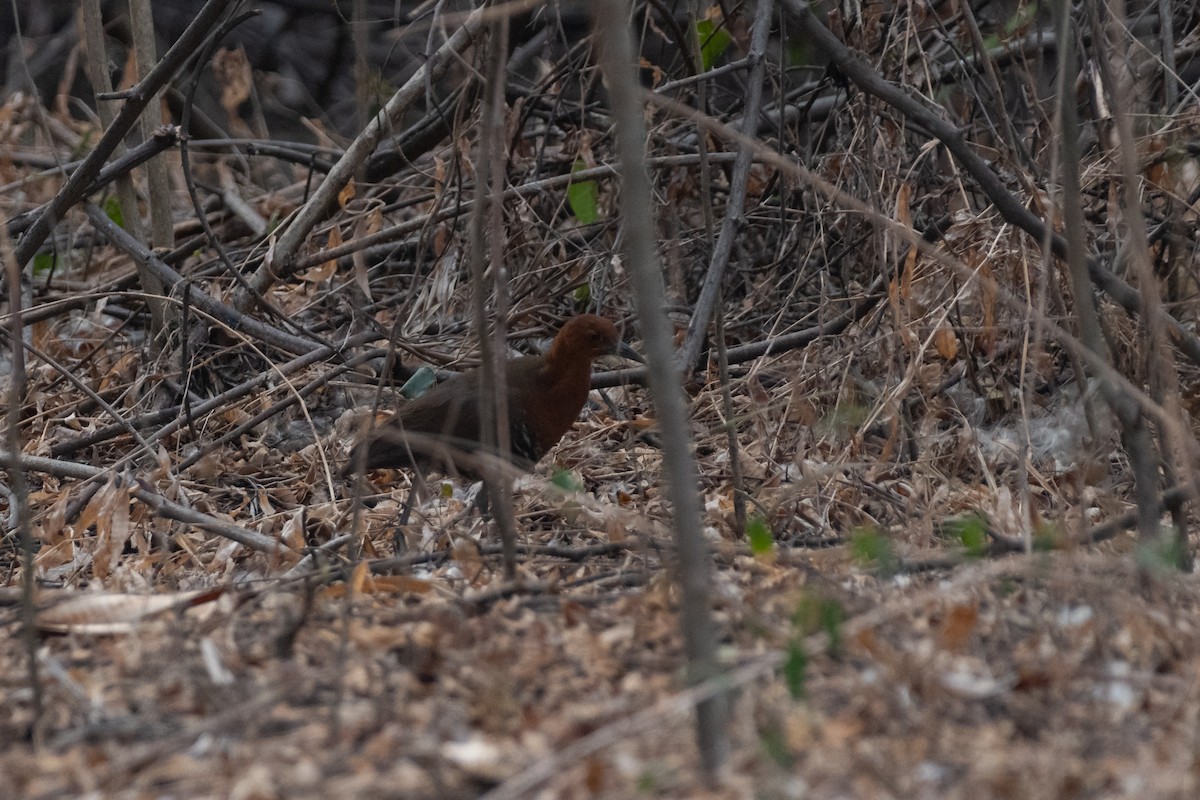 Slaty-legged Crake - ML619170948