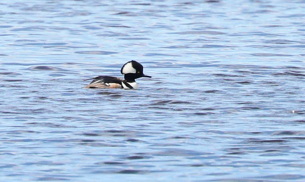 Hooded Merganser - Grace Green