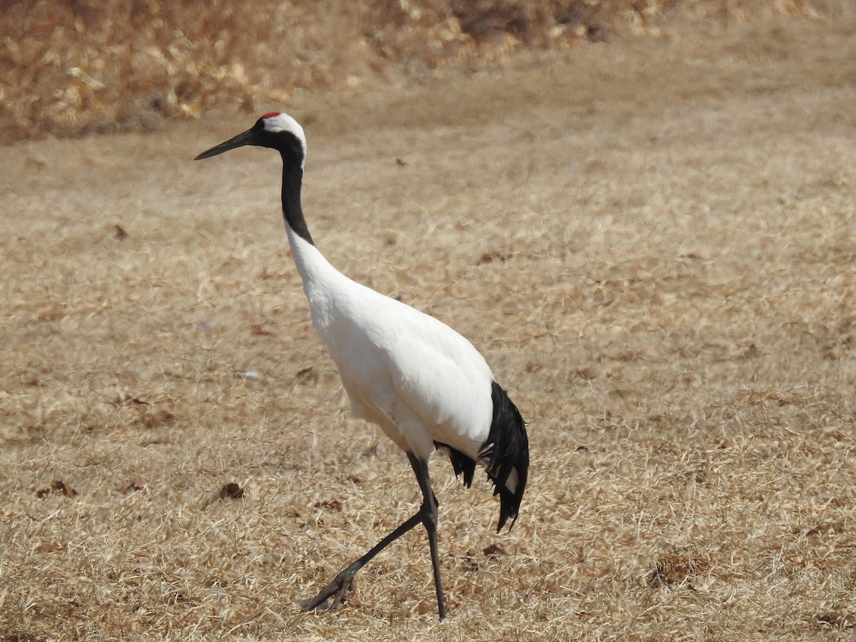 Red-crowned Crane - Craig Jackson