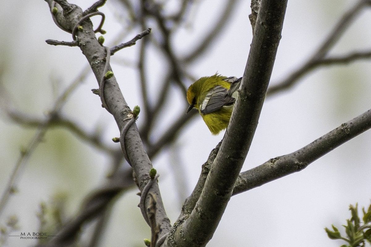 Blauflügel-Waldsänger - ML619170972