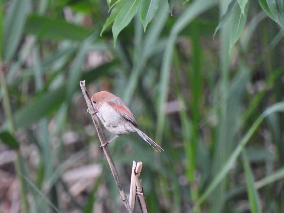 Vinous-throated Parrotbill - Young Gul Kim
