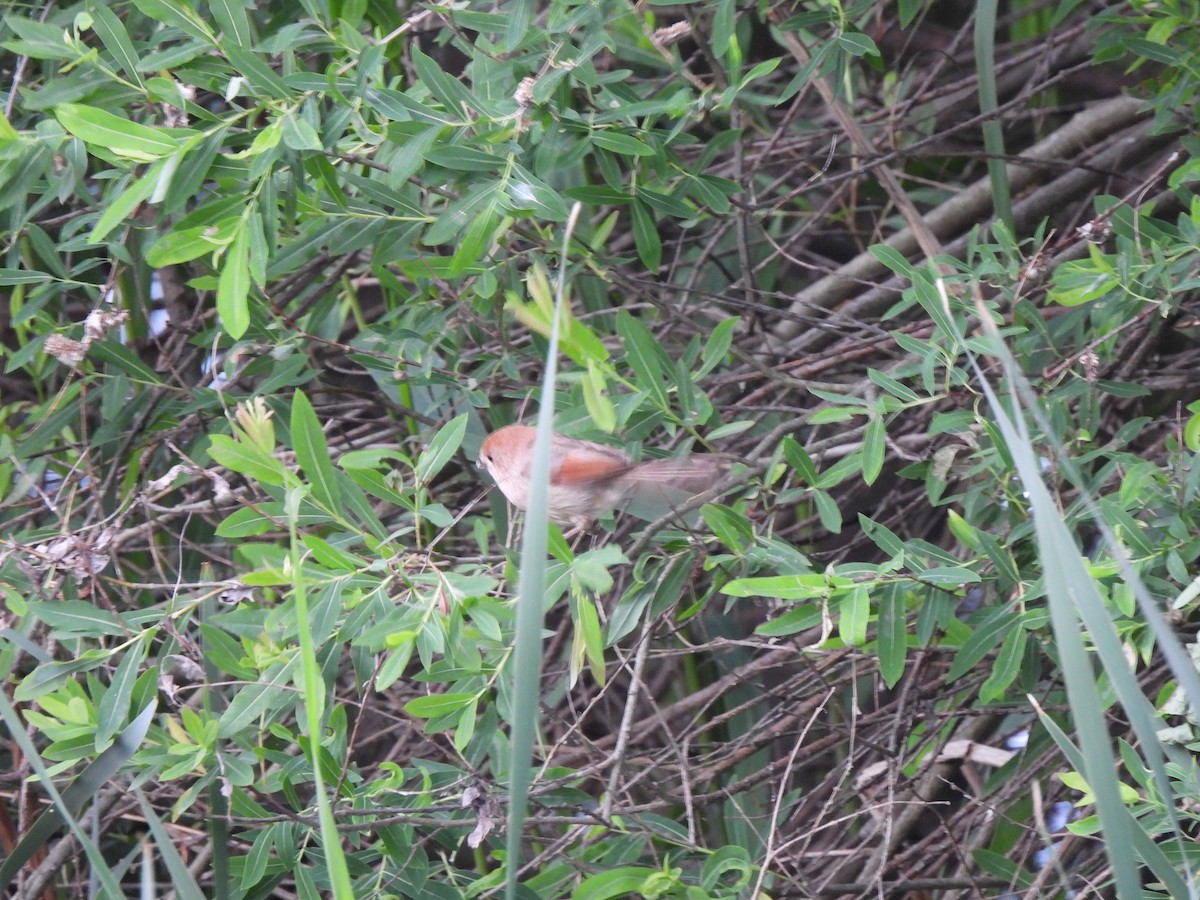 Vinous-throated Parrotbill - Young Gul Kim