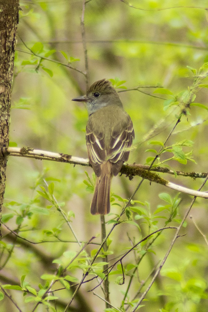 Great Crested Flycatcher - Steve Coates