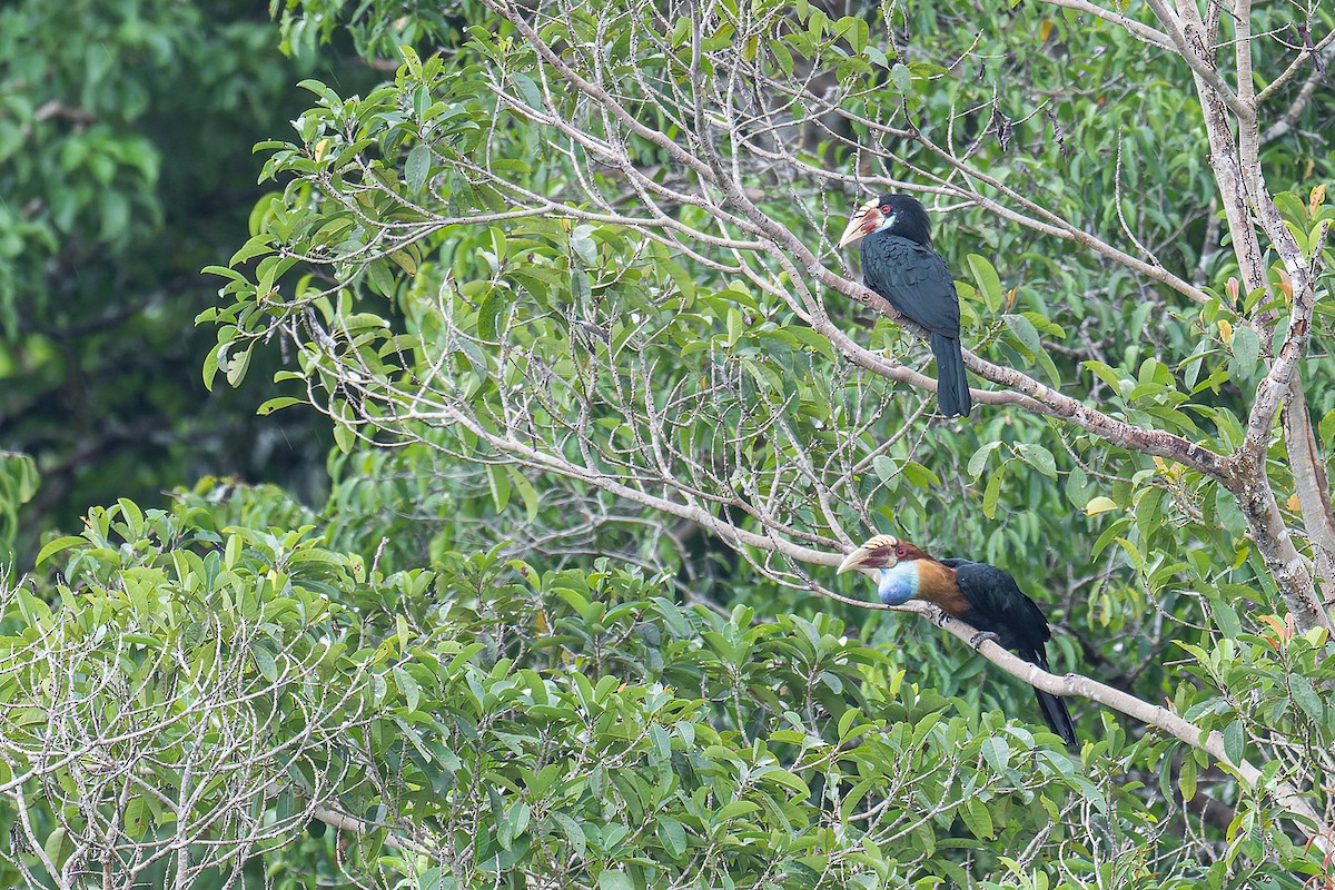 Sumba Hornbill - Boas Emmanuel