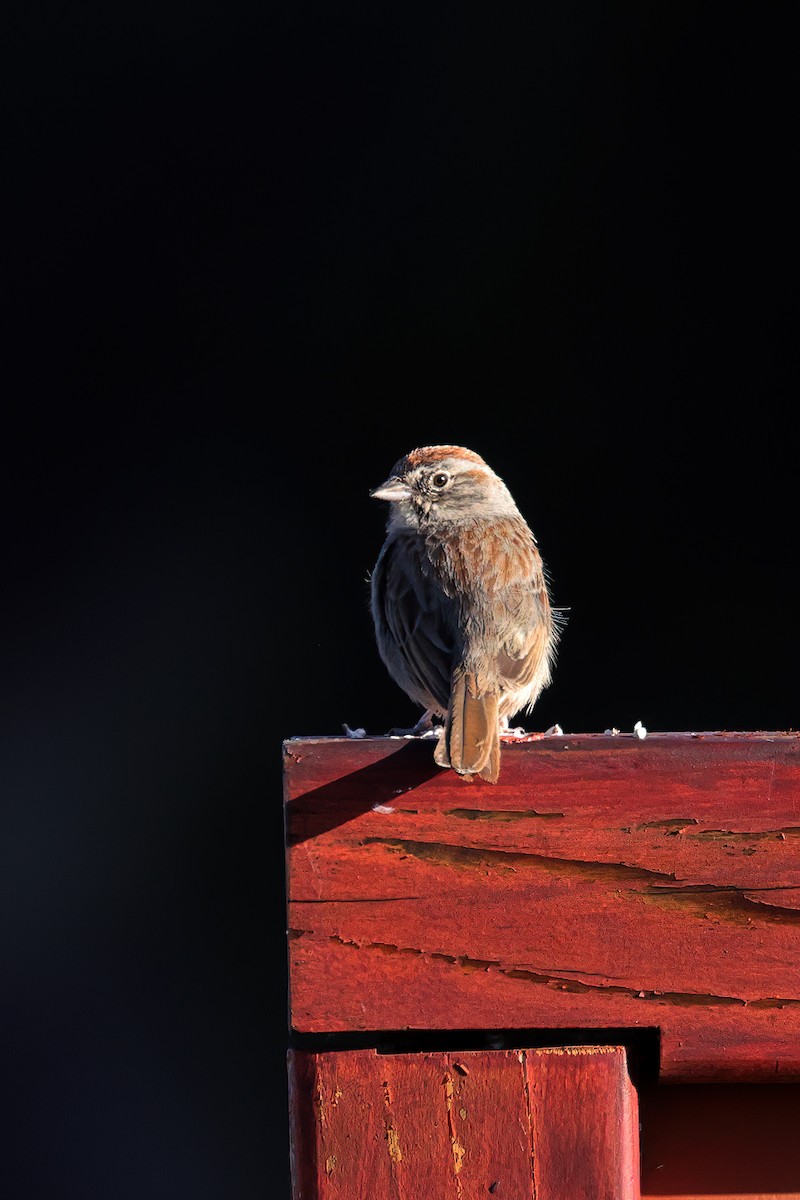 Rufous-crowned Sparrow - Doug Hommert