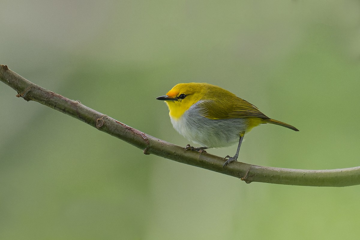 Yellow-spectacled White-eye - ML619171016