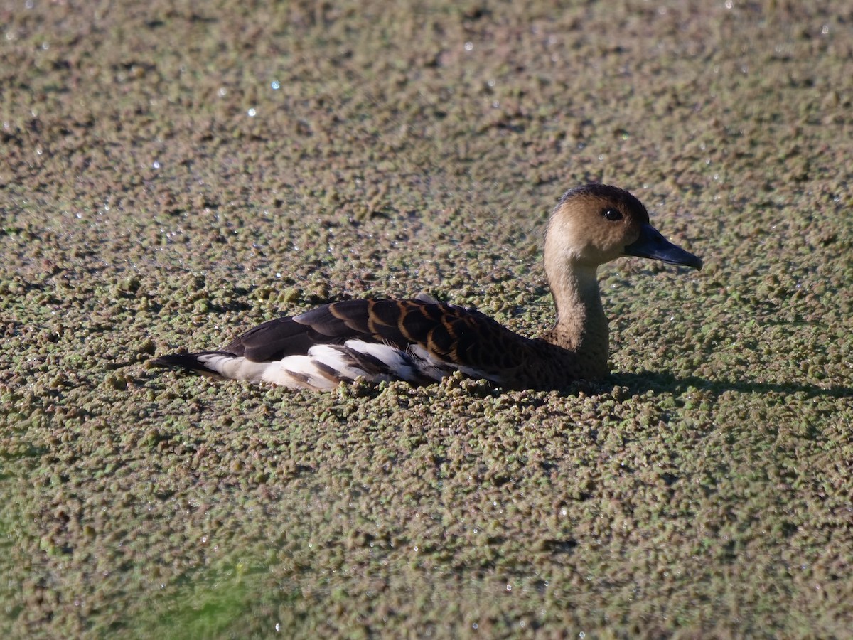 Wandering Whistling-Duck - Frank Coman
