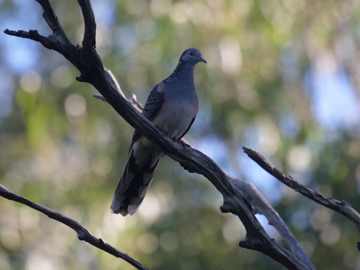 Bar-shouldered Dove - Frank Coman