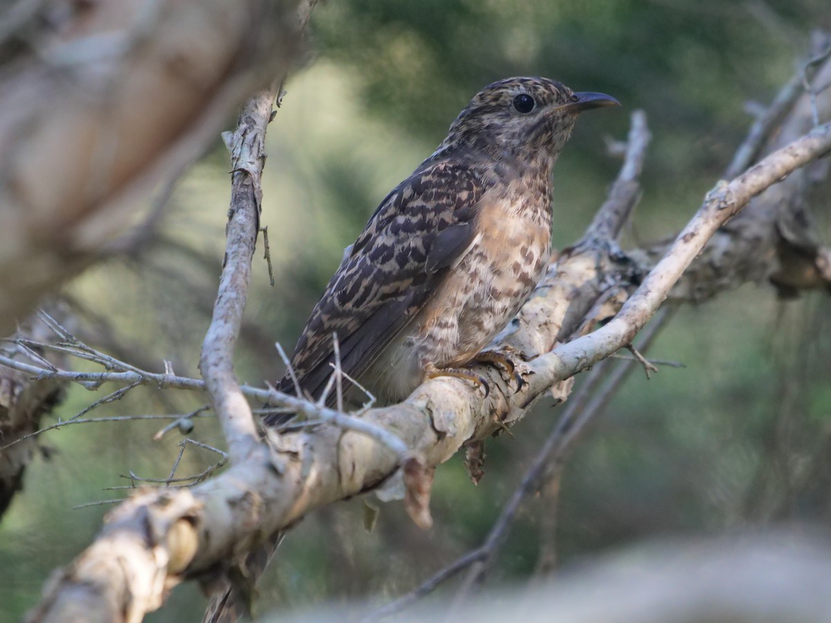 Brush Cuckoo - Frank Coman