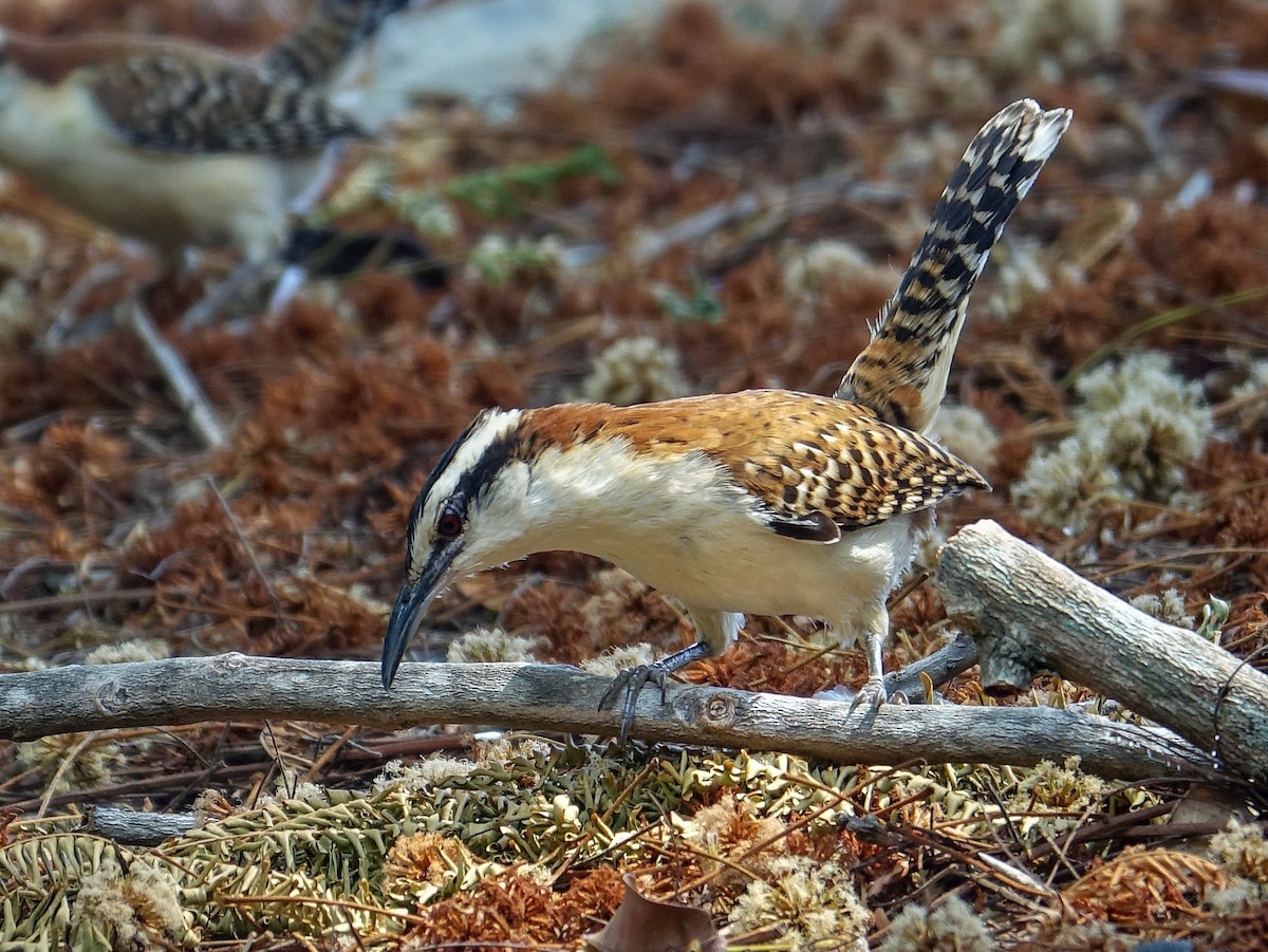 Rufous-naped Wren - Stéphane  Thomin