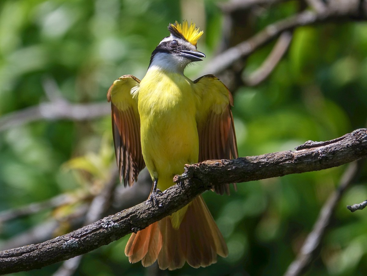 Great Kiskadee - Stéphane  Thomin