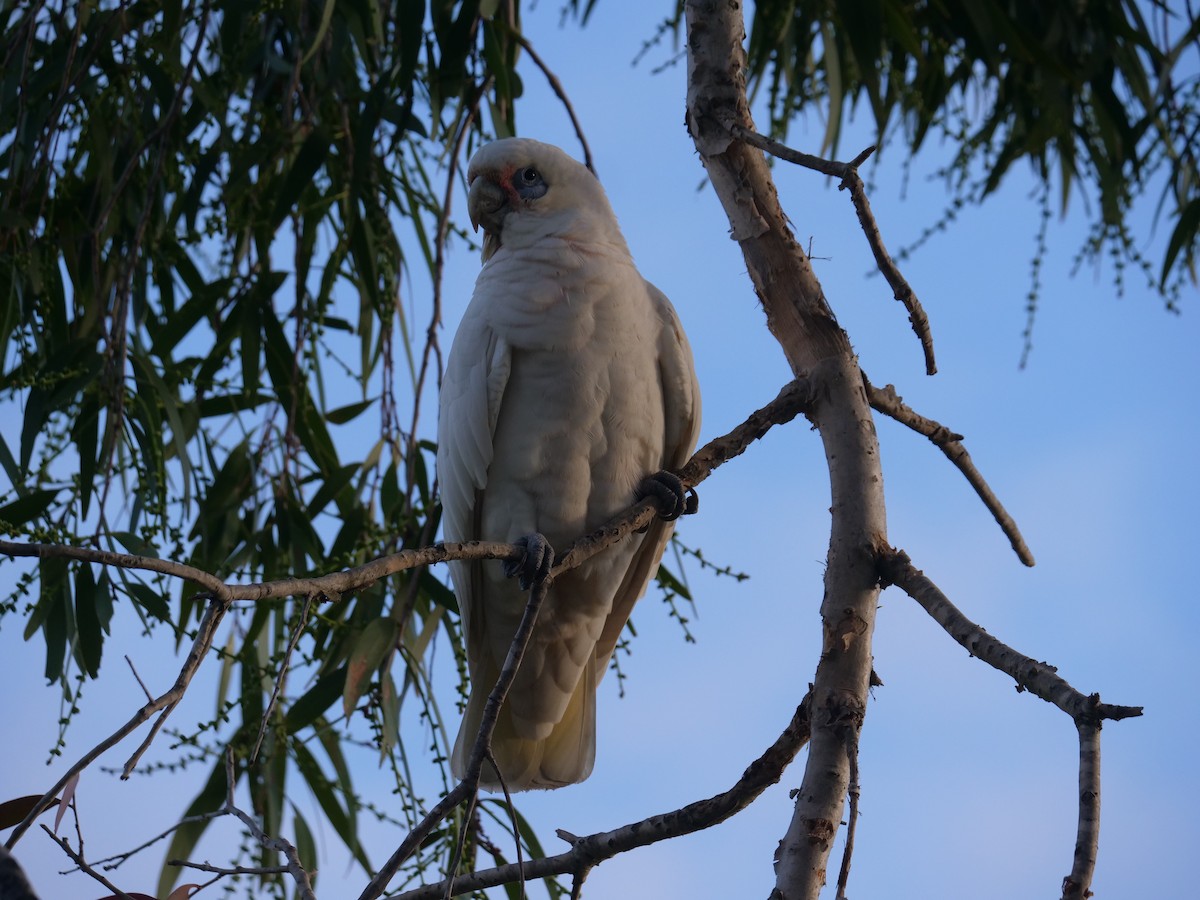 Cacatúa Sanguínea - ML619171086