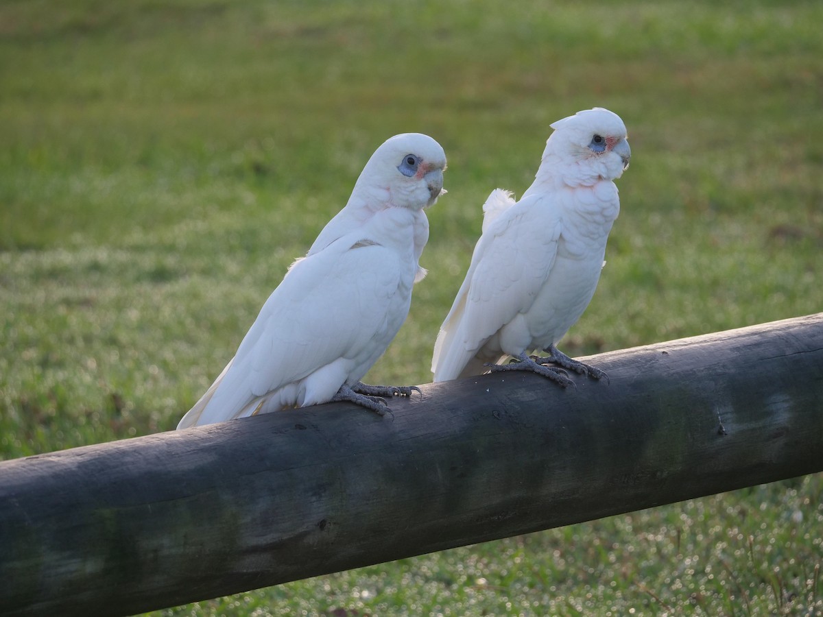 Cacatúa Sanguínea - ML619171088