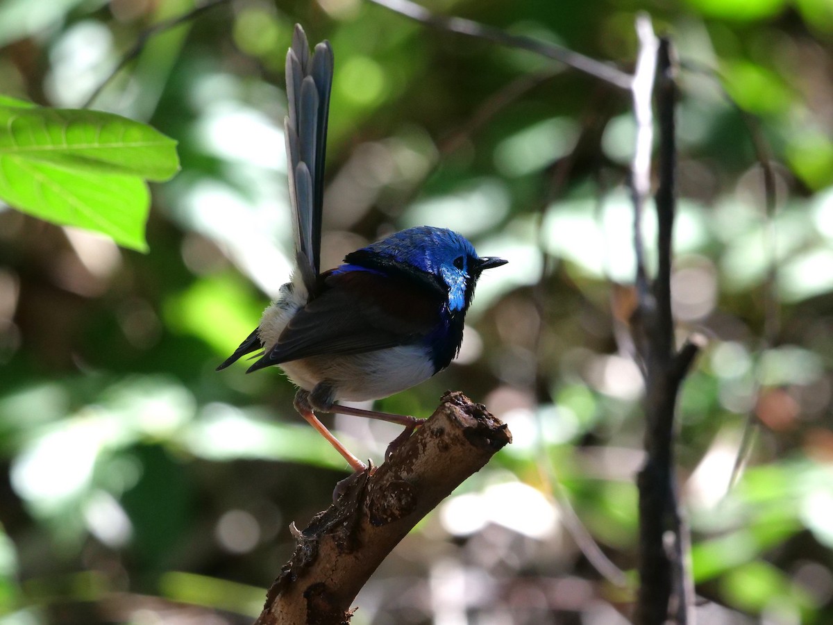 Variegated Fairywren - ML619171092