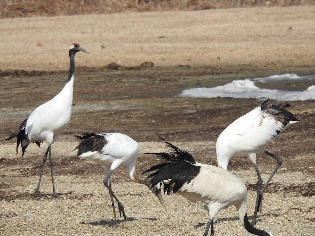 Red-crowned Crane - ML619171095