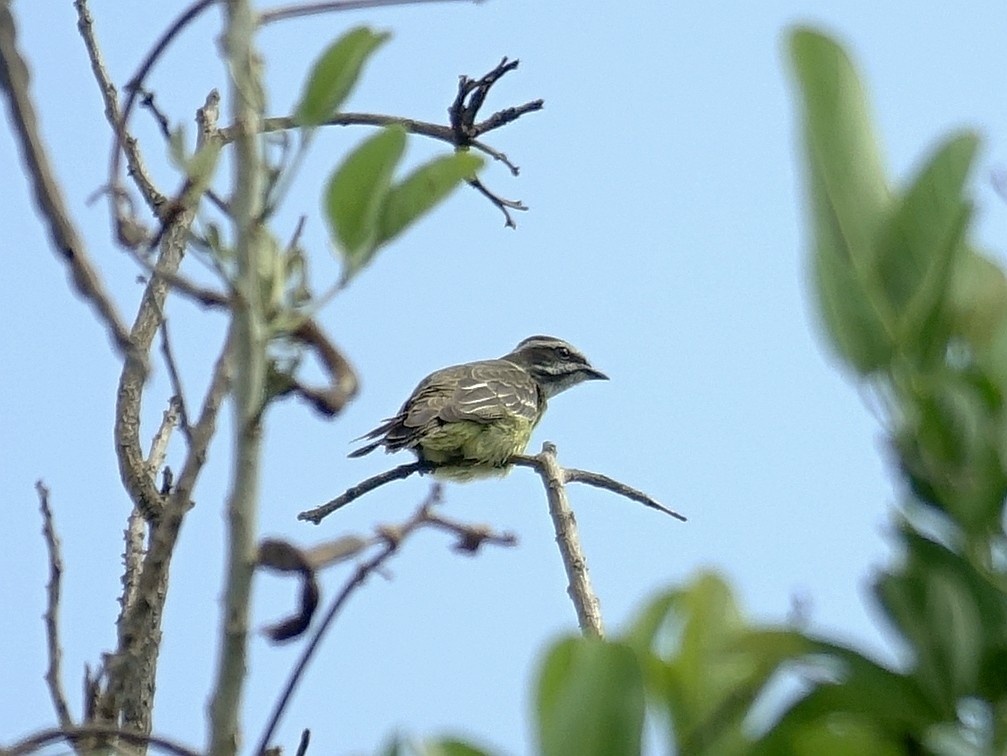 Piratic Flycatcher - Stéphane  Thomin